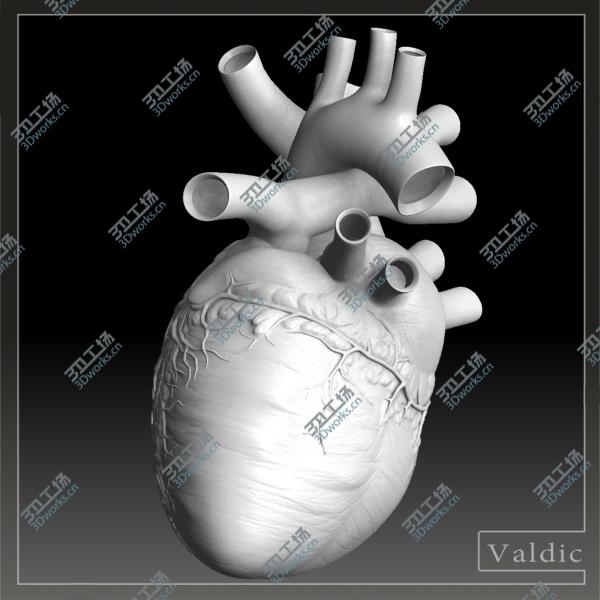 images/goods_img/202105072/Human heart/5.jpg